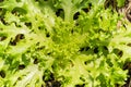 Close up fresh green lettuce salad in organic farm. Royalty Free Stock Photo