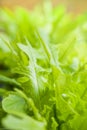 Close up of fresh green lettuce salad organic. Royalty Free Stock Photo