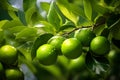 Close up of fresh green lime fruit with water drops growing on tree Royalty Free Stock Photo