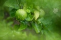 Green lime hanging on a tree that gets wet after rain on the farm Royalty Free Stock Photo