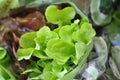 Close up of frest green and red loose leaf lettuce