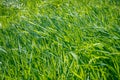 A close-up of fresh green lush grass glittering on the sun. Selective focus. Bright colors of spring nature and its beauty Royalty Free Stock Photo