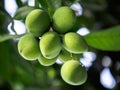 Close-up of fresh green mango hanging