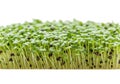 Close-up of fresh green microgreens Royalty Free Stock Photo