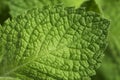 Close-up of fresh green mint leaf macro shot Royalty Free Stock Photo