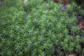 Fresh Green Moss Background Royalty Free Stock Photo
