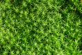 Close-up of a fresh green moss Bryophyte as a green background Royalty Free Stock Photo