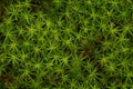 Close up of green moss on the forest floor Royalty Free Stock Photo