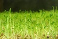Close up fresh green mung bean sprouts Royalty Free Stock Photo
