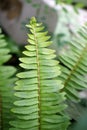 Fresh green Nephrolepis cordifolia or Sword Fern leaf in nature garden Royalty Free Stock Photo