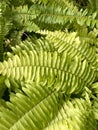 Fresh green Nephrolepis cordifolia or Sword Fern leaf in nature garden Royalty Free Stock Photo