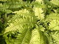 Fresh green Nephrolepis cordifolia or Sword Fern leaf in nature garden Royalty Free Stock Photo