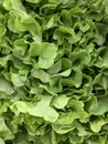 Close up fresh green oak lettuce display Royalty Free Stock Photo