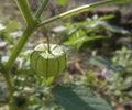Close Up Fresh Green Organic Tomatillo With a cortex