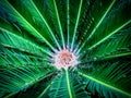 Close-up Fresh Green Palm Tree Bush View from Center Royalty Free Stock Photo