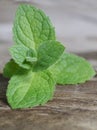 Close up fresh green peppermint leaves. Mint herbs on vintage wooden table. Royalty Free Stock Photo