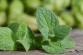 Close up fresh green peppermint leaves. Mint herbs on vintage wooden table. Royalty Free Stock Photo