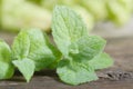 Close up fresh green peppermint leaves. Mint herbs on vintage wooden table. Royalty Free Stock Photo