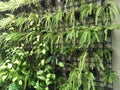 Fresh green phymatosorus grossus plants in nature garden Royalty Free Stock Photo
