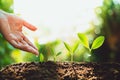 Close-Up Of Fresh Green Plant Growing,Tree Growth Steps In nature And beautiful morning lighting Royalty Free Stock Photo