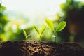 Close-Up Of Fresh Green Plant Growing,Tree Growth Steps In nature And beautiful morning lighting Royalty Free Stock Photo