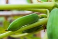 Close up of Fresh green raw bunch of papaya on papaya tree