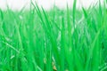 Close up of fresh green rice field Royalty Free Stock Photo