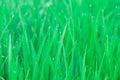 Close up of fresh green rice field Royalty Free Stock Photo