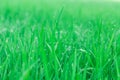 Close up of fresh green rice field Royalty Free Stock Photo