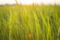 Close Up Of Fresh Green Rice Field fram agriculture Nature Royalty Free Stock Photo