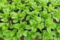 Fresh green romaine or cos lettuce in vegetable garden Royalty Free Stock Photo