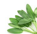 Close up a fresh green sage herb leaf on white background