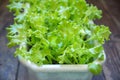 Close-up of fresh green salad grown in a plant pot. Selective focus