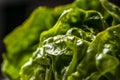 Close up of fresh green salad leaves with water droplets. Select Royalty Free Stock Photo