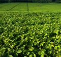 Close-up of fresh green Soybean field hills, waves with beautiful leaves Royalty Free Stock Photo