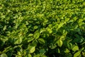 Close-up of fresh green Soybean field hills, waves with beautiful sky