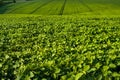 Close-up of fresh green Soybean field hills, waves with beautiful sky