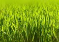 Close up fresh green spring grass background Royalty Free Stock Photo