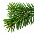 Close up of Fresh Green Spruce Branch with Needles on White Background Royalty Free Stock Photo