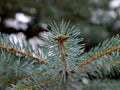 Close up of a fresh green spruce twigs on blurred background with cold tinting for christmas and new year themes Royalty Free Stock Photo