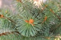 Close up of a fresh green spruce twigs on a blurred background with warm tinting for christmas and new year themes Royalty Free Stock Photo