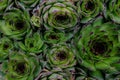Close up fresh green Succulents plants natural background. Top v