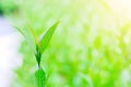 Close up fresh green tea leaves with natural green blurred sunlight background ,