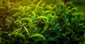 Close-up fresh Green tea leaves in a tea plantation in morning.