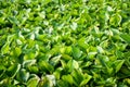 Fresh green water hyacinth plant in nature garden Royalty Free Stock Photo