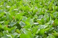 Fresh green water hyacinth plant in nature garden Royalty Free Stock Photo