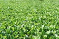 Fresh green water hyacinth plant in nature garden Royalty Free Stock Photo