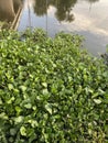 Fresh green water hyacinth plant in nature garden Royalty Free Stock Photo