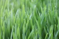 Fresh green wheat grass with drops dew, green background Royalty Free Stock Photo