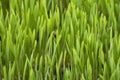 fresh green wheat grass with drops dew, green background Royalty Free Stock Photo